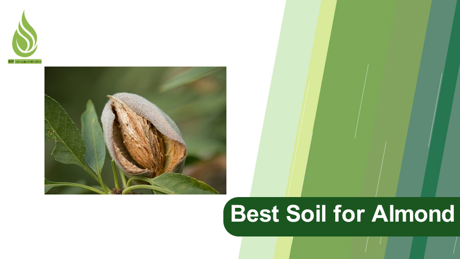 best soil for almond