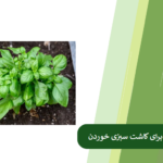 شرایط لازم برای کاشت سبزی خوردن