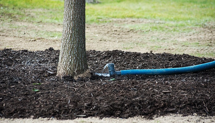 What is Starter Watering and Fertigation?