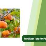 Fertilizer for Persimmon Trees