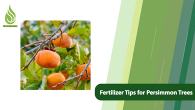 تصویر Requirements and Fertilizer Tips for Persimmon Trees