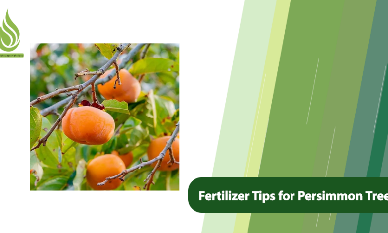 تصویر Requirements and Fertilizer Tips for Persimmon Trees