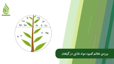 تصویر کمبود هر یک از مواد غذایی در گیاهان، با چه علامتی بروز می کند؟