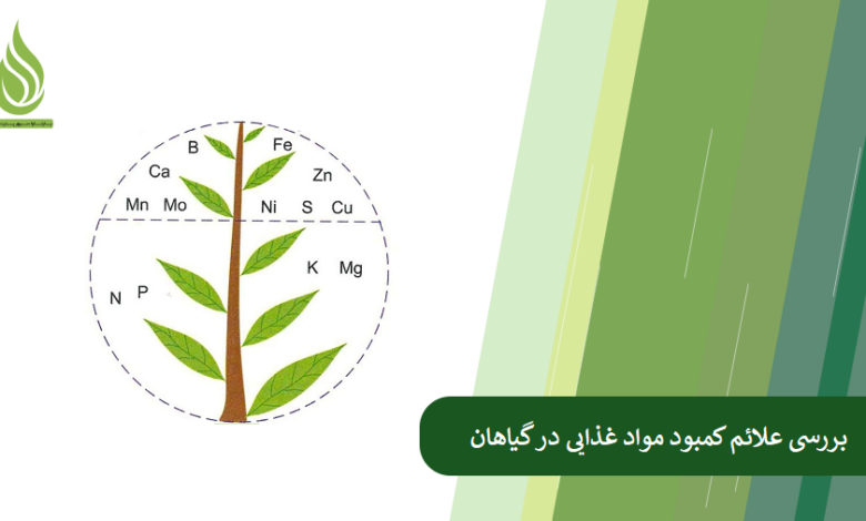 تصویر کمبود هر یک از مواد غذایی در گیاهان، با چه علامتی بروز می کند؟