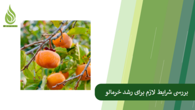 تصویر شرایط لازم برای رشد خرمالو+کود مناسب برای بهره وری درختان خرمالو