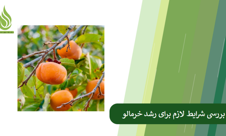 تصویر شرایط لازم برای رشد خرمالو+کود مناسب برای بهره وری درختان خرمالو