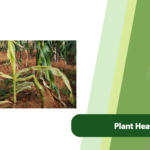 Plant Heat Stress