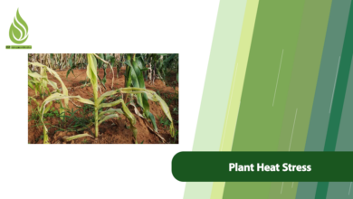 تصویر What is Plant Heat Stress? How to Deal with Heat Stress of Plants?