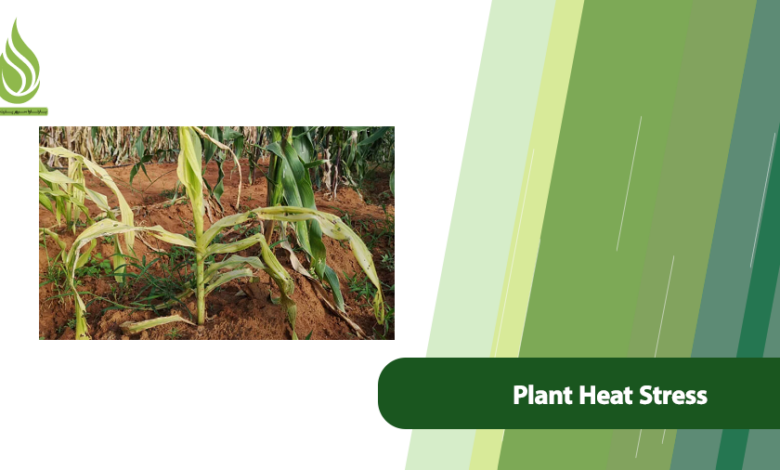 تصویر What is Plant Heat Stress? How to Deal with Heat Stress of Plants?