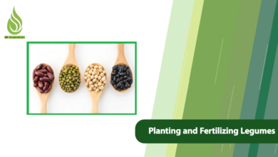 تصویر Planting and Fertilizing Legumes (From Sowing to Harvest)