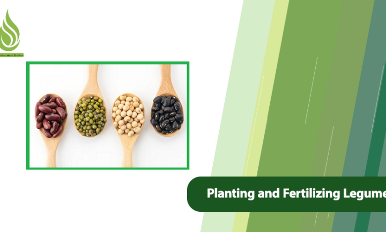 تصویر Planting and Fertilizing Legumes (From Sowing to Harvest)