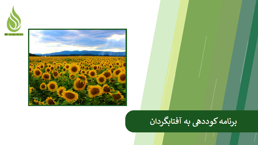 برنامه کوددهی به آفتابگردان