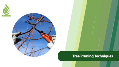 تصویر Effective Tree Pruning Techniques to Enhance Productivity