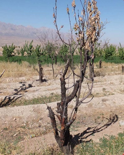 Signs of Drying Trees and Seedlings