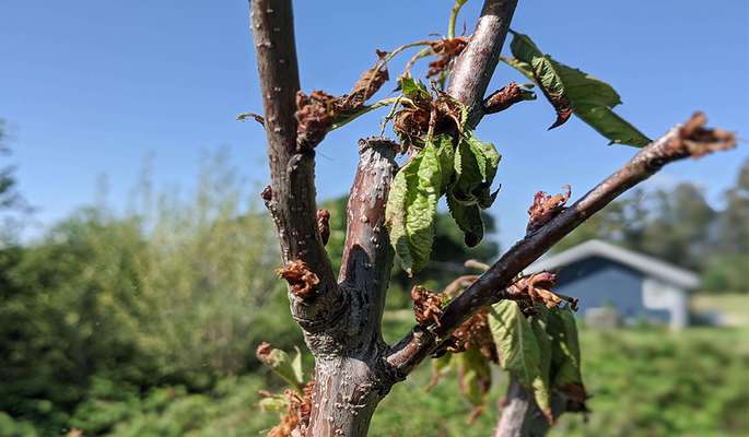 What Causes Seedlings and Trees to Dry Out?