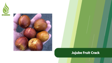 تصویر Why Do Jujube Fruits Crack and How Can We Manage This Issue?