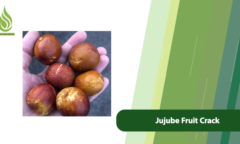 تصویر Why Do Jujube Fruits Crack and How Can We Manage This Issue?