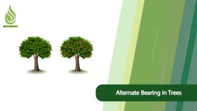 تصویر Strategies for Preventing and Managing Alternate Bearing in Trees