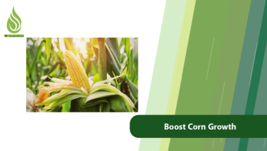 تصویر How Nitrogen and Sulfur Boost Corn Growth and Performance