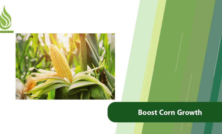 تصویر How Nitrogen and Sulfur Boost Corn Growth and Performance