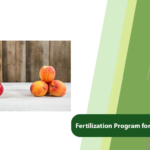 peach fertilization