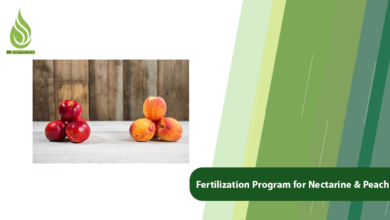 تصویر The Best Fertilization Program for Nectarine & Peach Trees