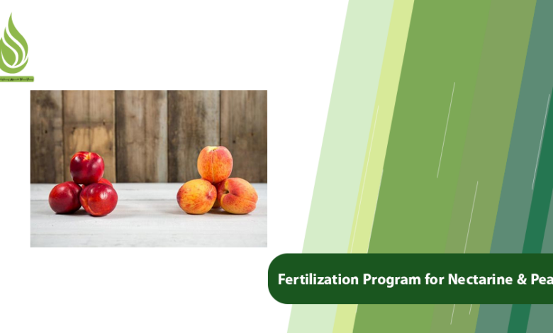 تصویر The Best Fertilization Program for Nectarine & Peach Trees