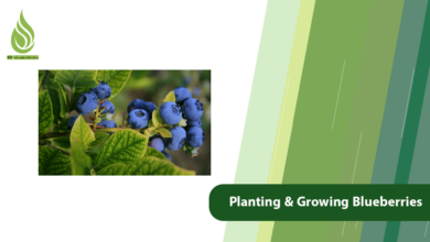 تصویر Growing Blueberries: Planting, Care, and Fertilization Tips