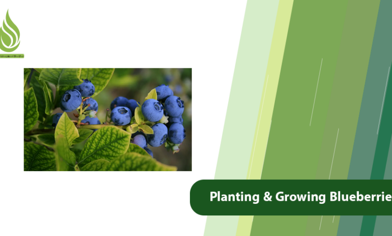 تصویر Growing Blueberries: Planting, Care, and Fertilization Tips