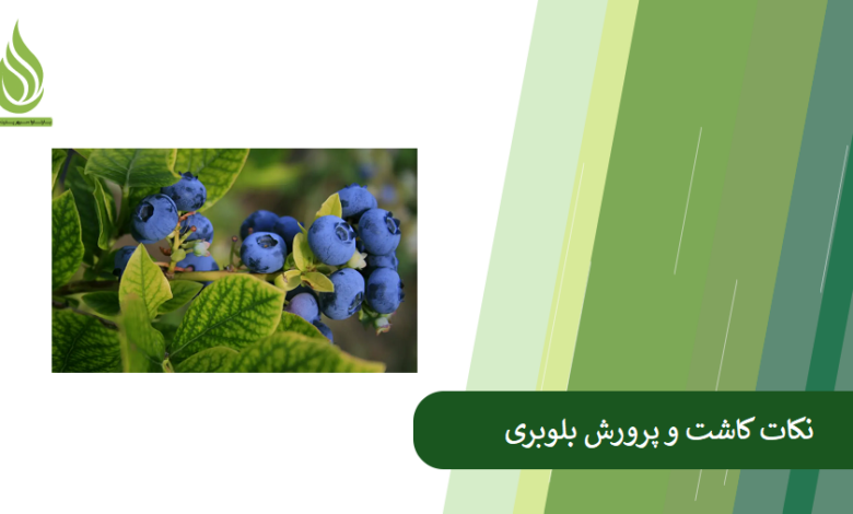 تصویر کاشت بذر و نهال بلوبری + نکات نگهداری و کوددهی آن