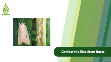 تصویر How to Combat the Rice Stem Borer: Protecting Rice Crops