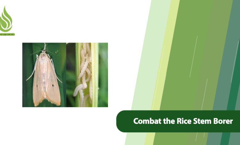 تصویر How to Combat the Rice Stem Borer: Protecting Rice Crops