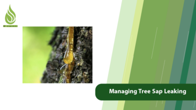 تصویر Why Does a Tree Produce Sap and How to Manage Leaking?