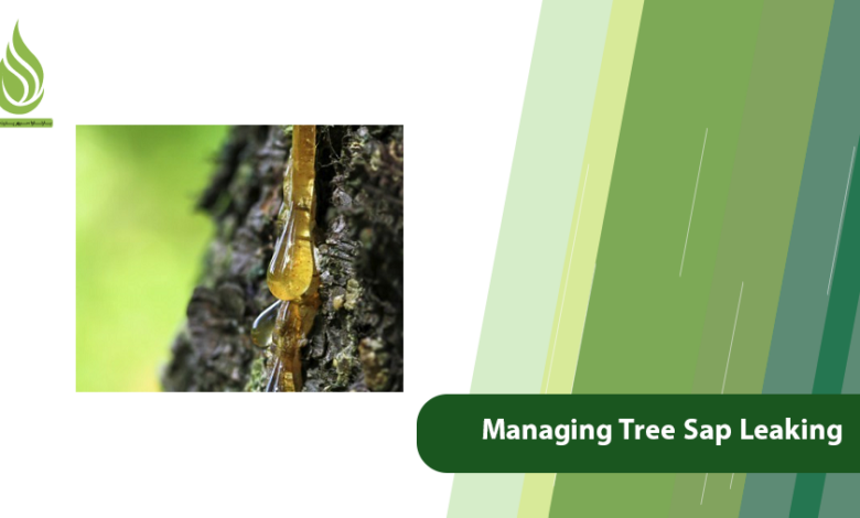 تصویر Why Does a Tree Produce Sap and How to Manage Leaking?