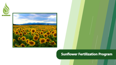 تصویر Sunflower Fertilization Program: Stages, Timing & Needs