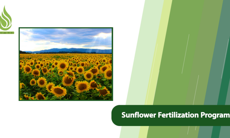 تصویر Sunflower Fertilization Program: Stages, Timing & Needs