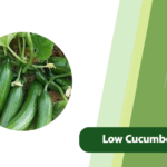 Low Cucumber Yields