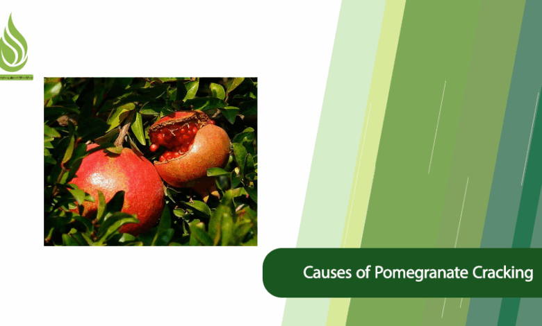 تصویر Causes of Pomegranate Cracking and Prevention Strategies