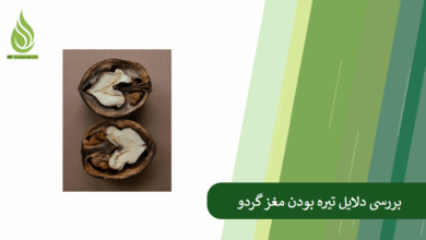 تصویر چرا مغز گردو سیاه می شود؟ کدام کود برای سفید شدن گردو مفید است؟