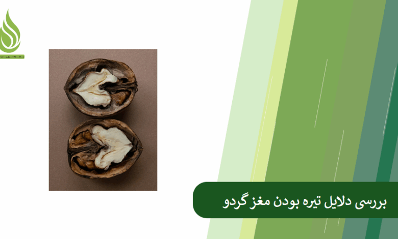 تصویر چرا مغز گردو سیاه می شود؟ کدام کود برای سفید شدن گردو مفید است؟
