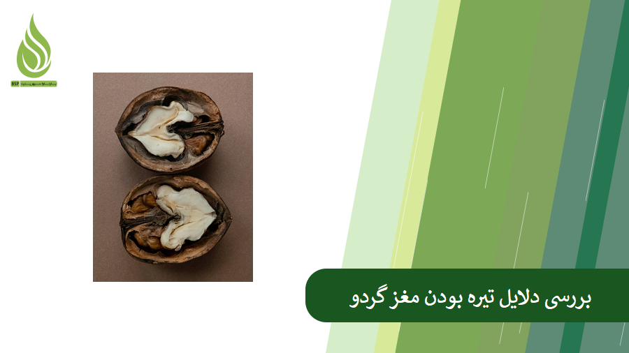 بررسی روش های جلوگیری از سیاه شدن گردو