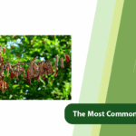 Leaf Diseases