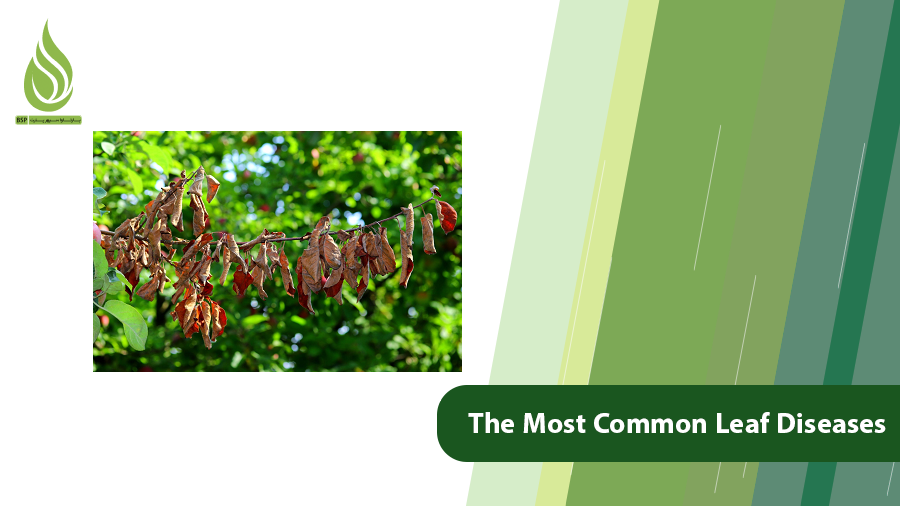 Leaf Diseases