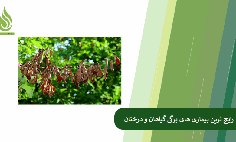 تصویر معرفی رایج ترین بیماری های برگی درختان و گیاهان + راه کنترل آن