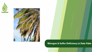تصویر Signs of Nitrogen and Sulfur Deficiency in Date Palm Trees