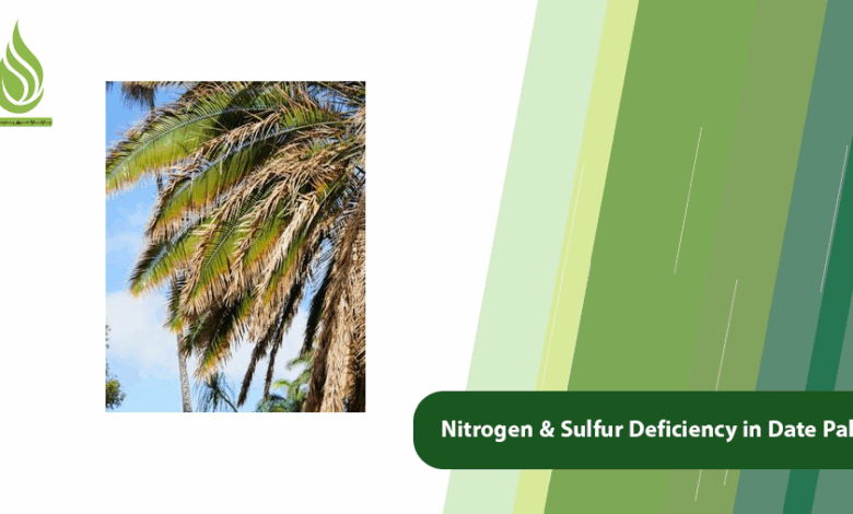 تصویر Signs of Nitrogen and Sulfur Deficiency in Date Palm Trees