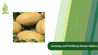 تصویر Growing and Fertilizing Persian Melons for a Superior Harvest