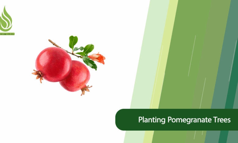 تصویر Ideal Conditions for Planting Pomegranate Trees + Fertilization Tips