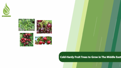 تصویر Cold-Hardy Fruit Trees to Grow in Chilly Regions of the Middle East