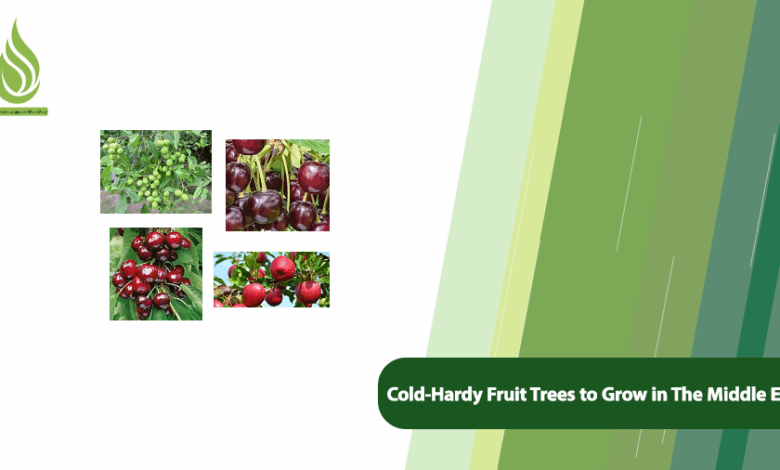 تصویر Cold-Hardy Fruit Trees to Grow in Chilly Regions of the Middle East